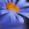 blue daisy