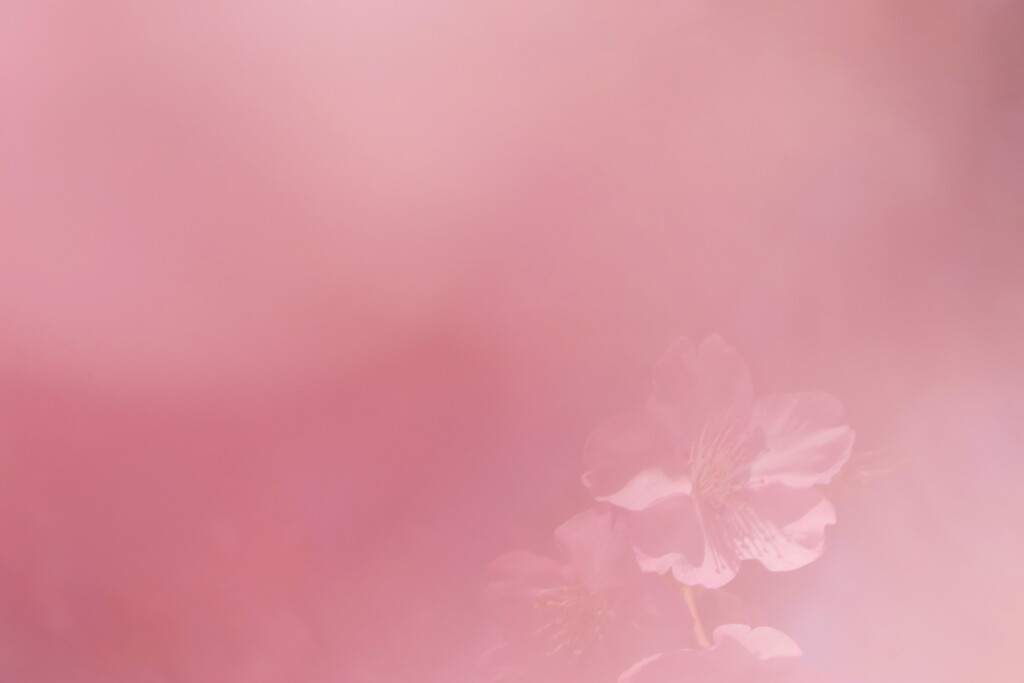 満開河津桜
