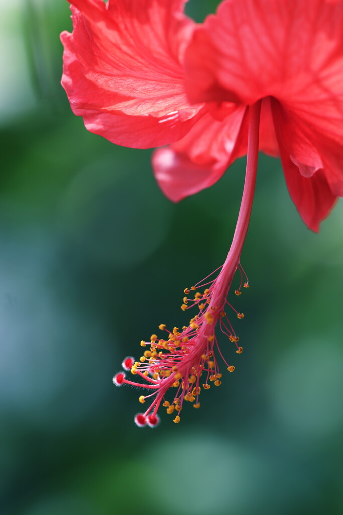 hibiscus