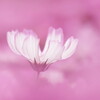 cosmos