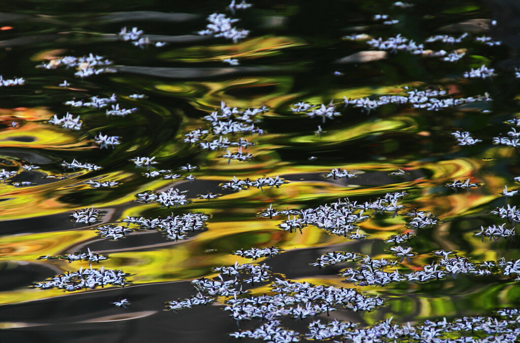 栴檀散花