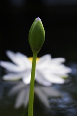 睡蓮