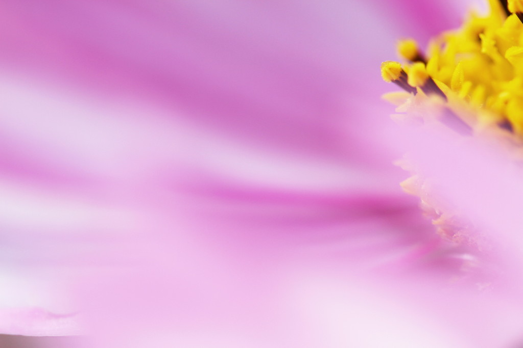 cosmos