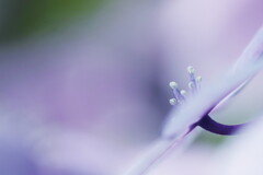紫陽花