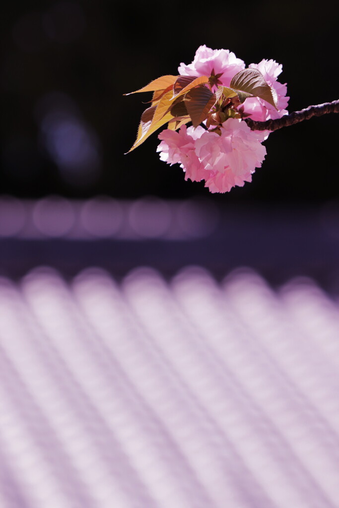 八重桜
