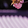八重桜