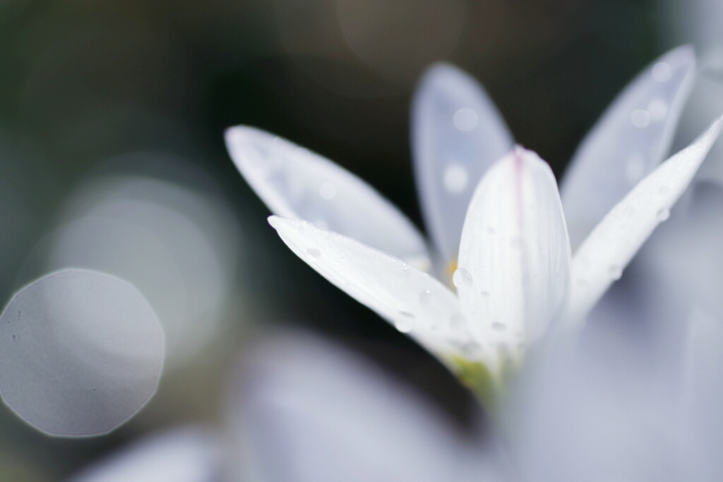 rain lily