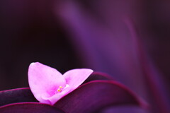 Purple heart