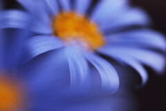 blue daisy