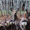 秋の奈良公園
