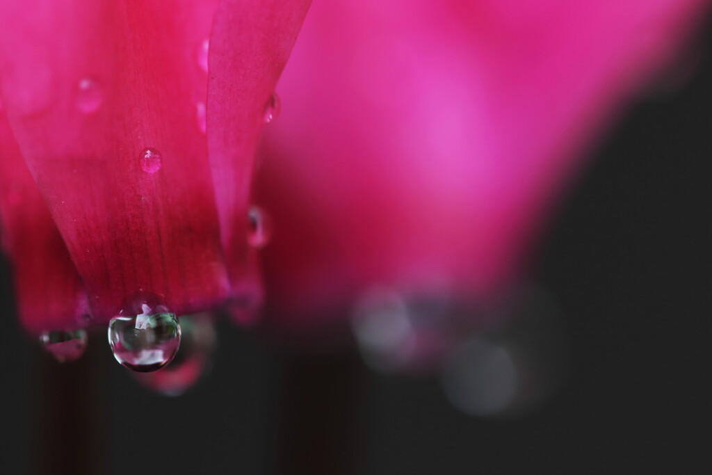 cyclamen