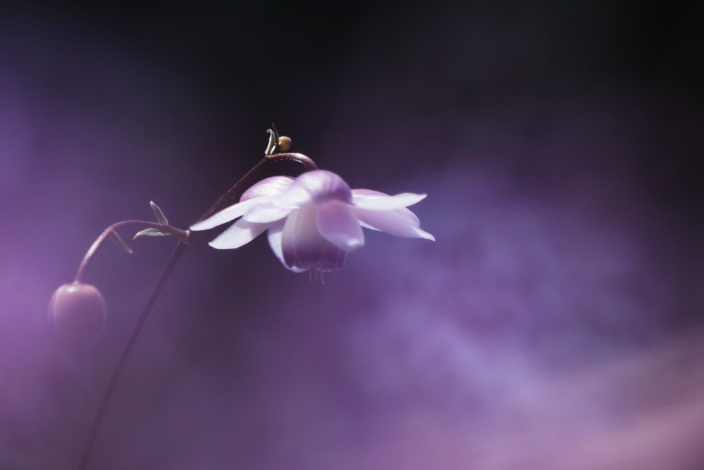蓮華升麻