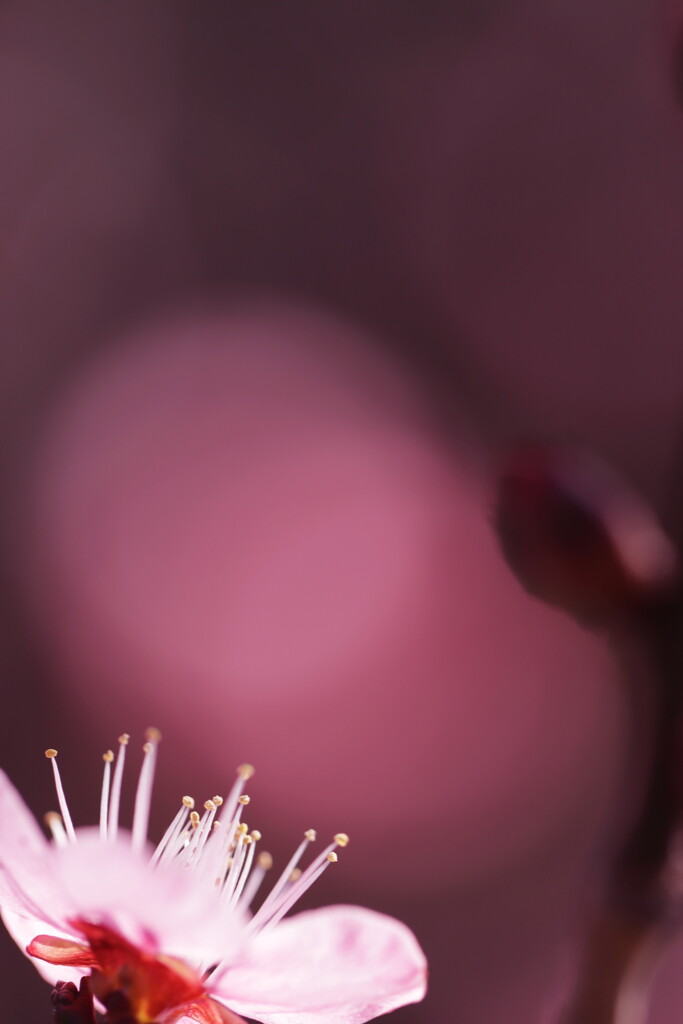 梅