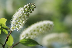 上澄桜