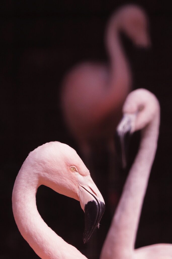 flamingo