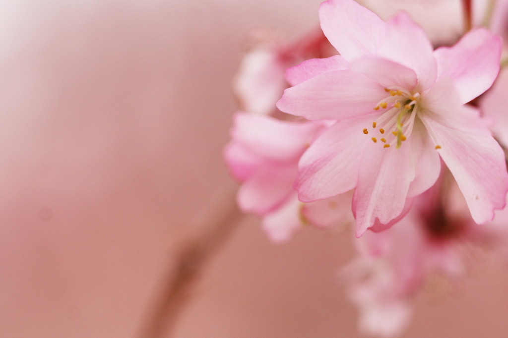 十月桜がまだ綺麗に咲いています