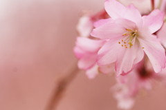 十月桜がまだ綺麗に咲いています