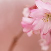 十月桜がまだ綺麗に咲いています