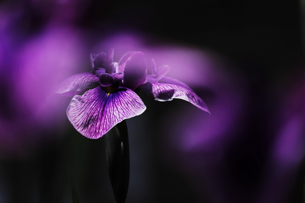 花菖蒲
