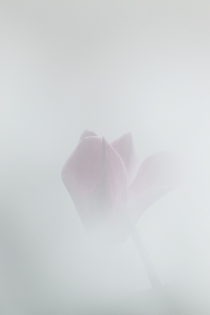 cyclamen