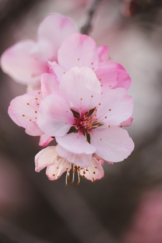 アーモンドの花
