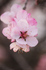 アーモンドの花