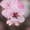 アーモンドの花
