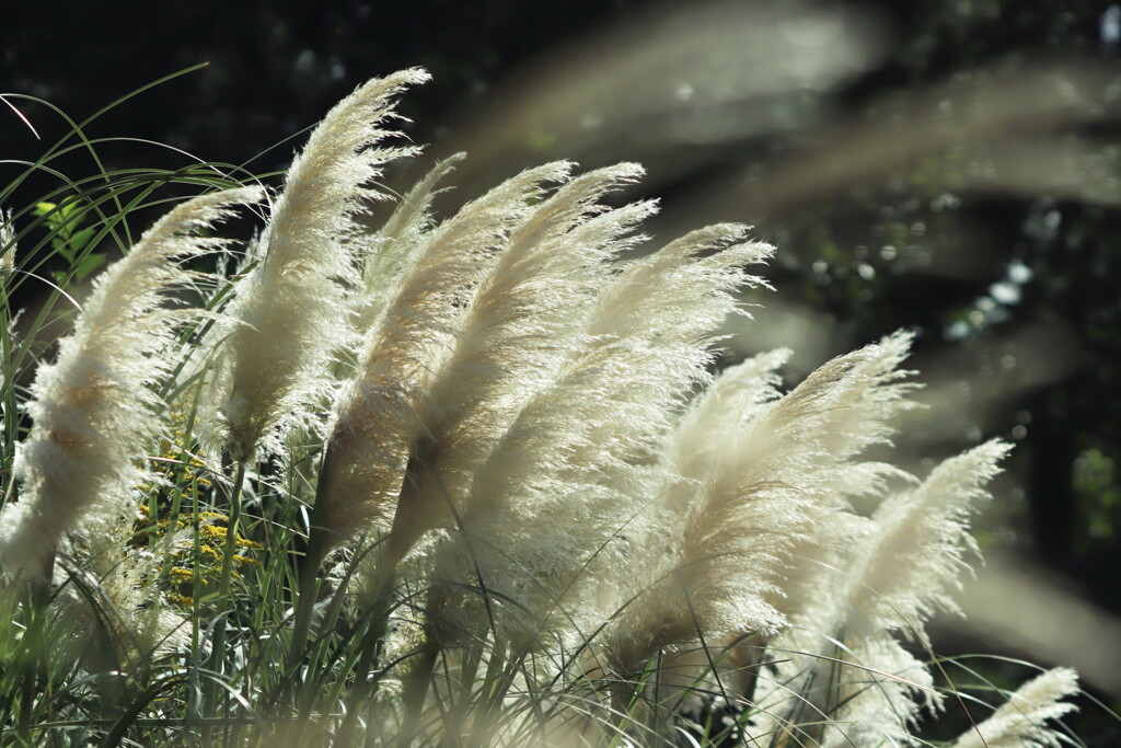 パンパスグラス