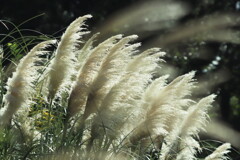 パンパスグラス