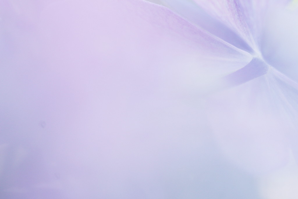 紫陽花