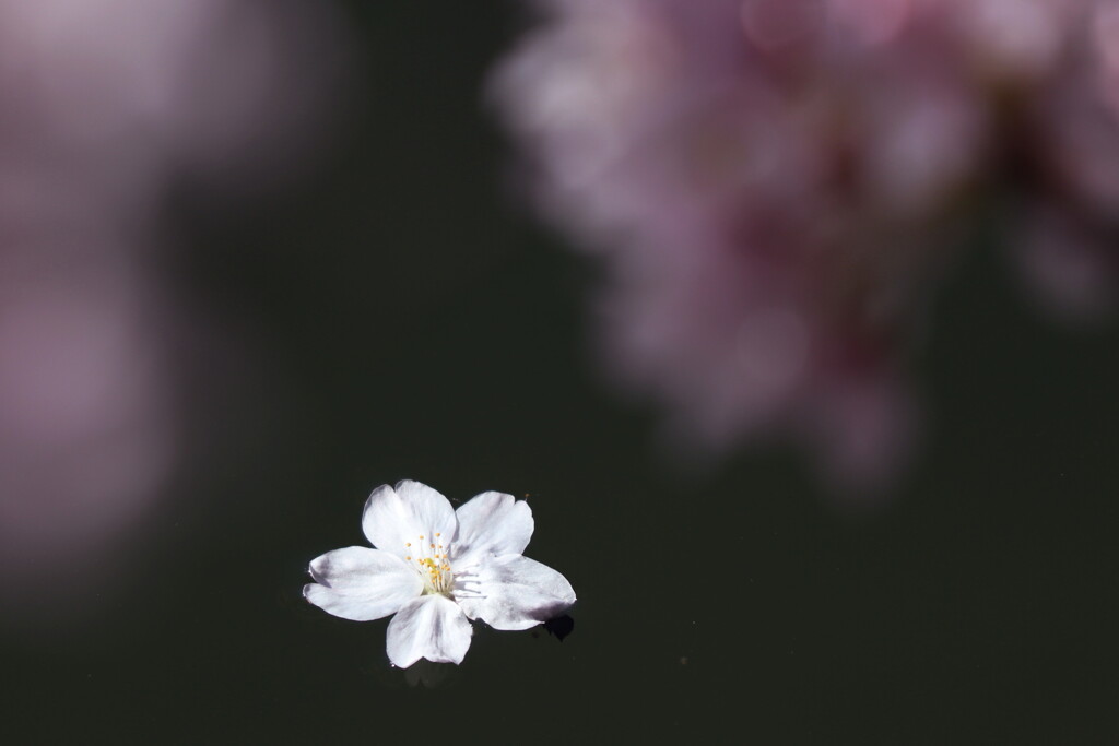 桜散花