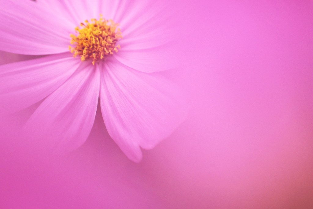 秋桜