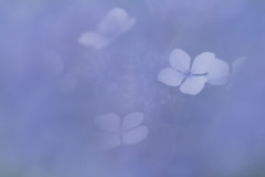 紫陽花