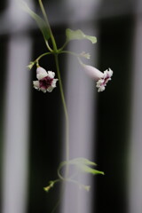 灸花