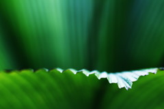 leaf