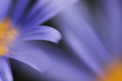 ブルーデージー