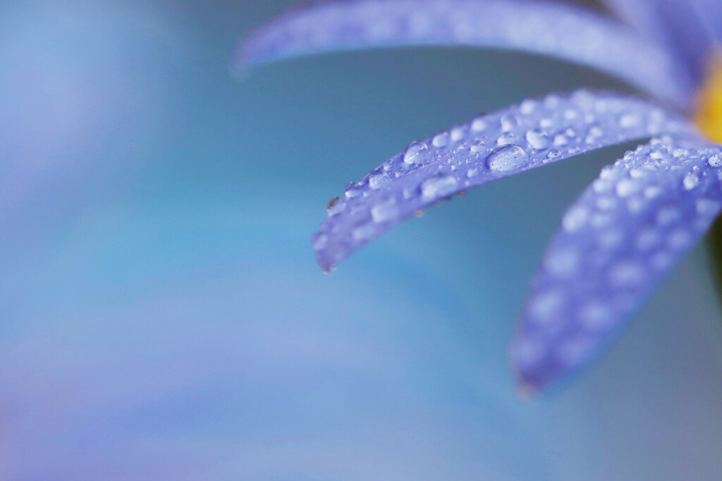 bluedaisy