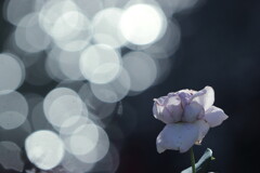 秋のばら 秋のばら