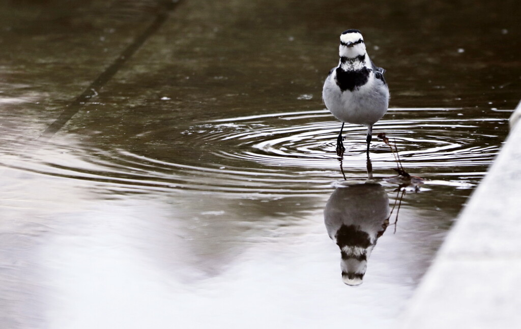 お散歩ですか～