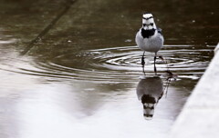 お散歩ですか～