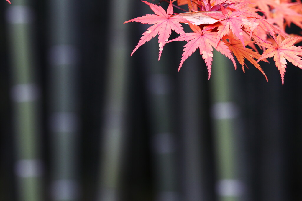竹林のもみじ