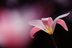 tulip
