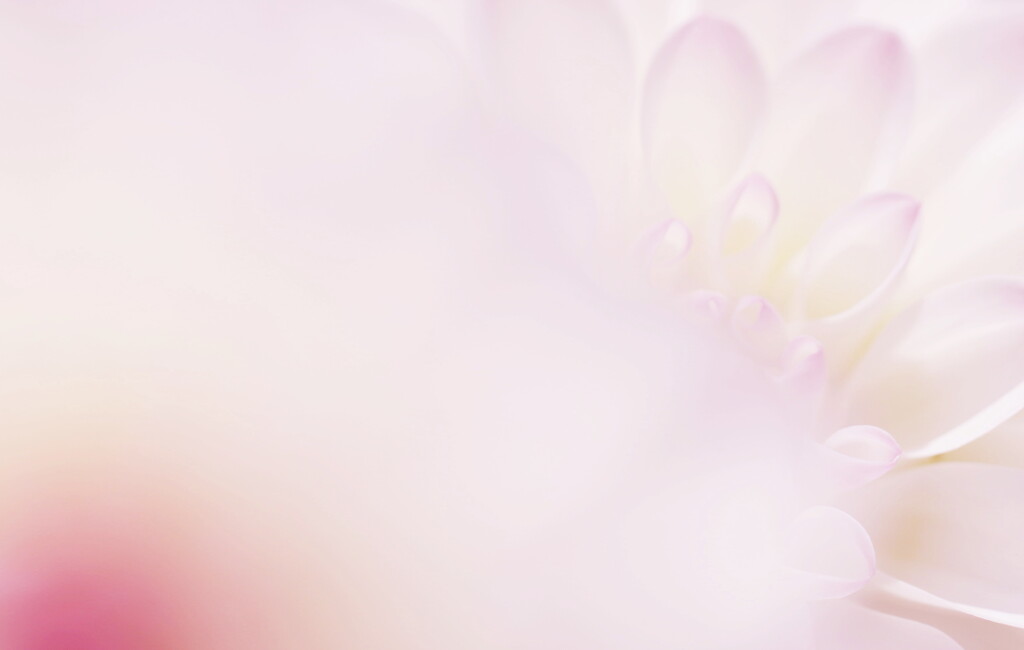 dahlia