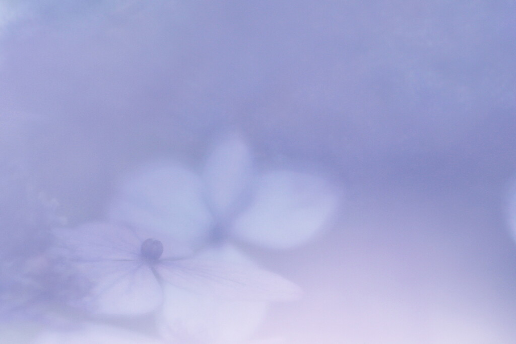 紫陽花