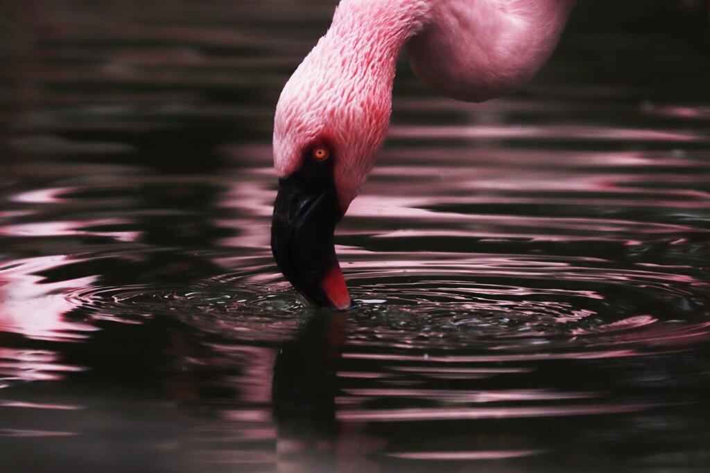 flamingo