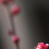 梅