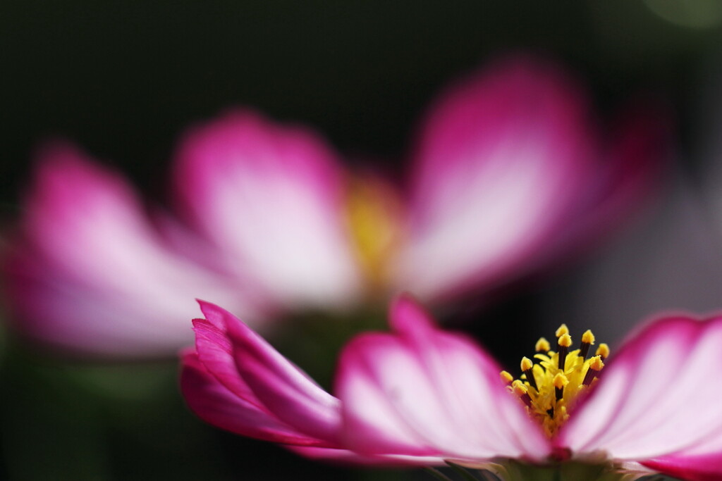 cosmos