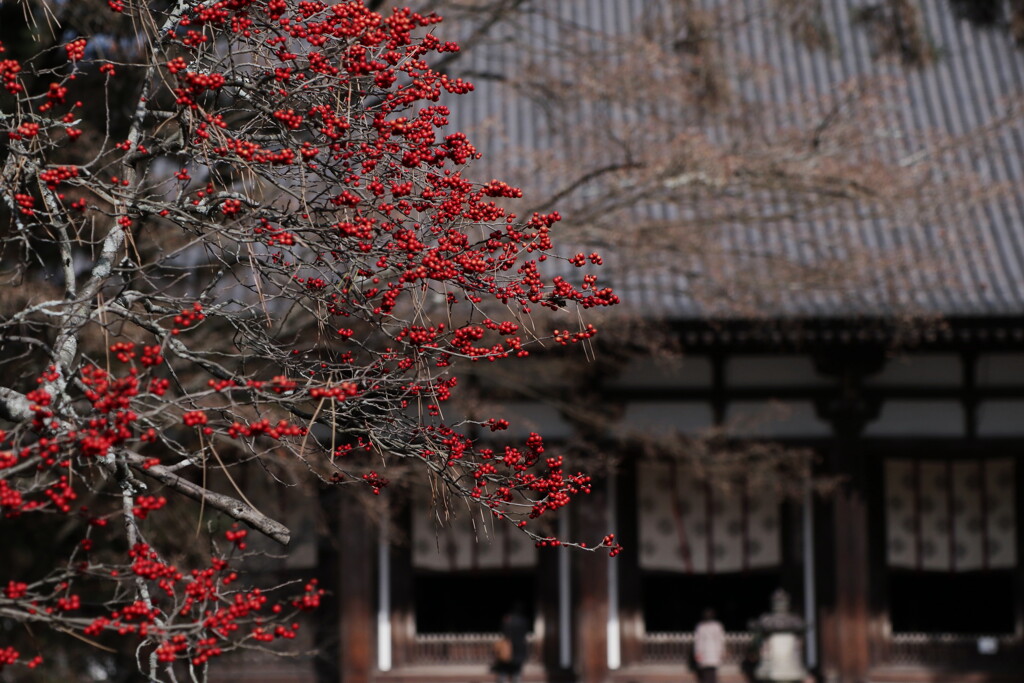 唐招提寺　冬