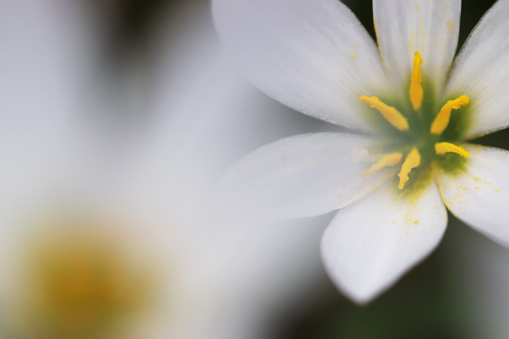 rain lillie