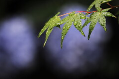 雨ふり